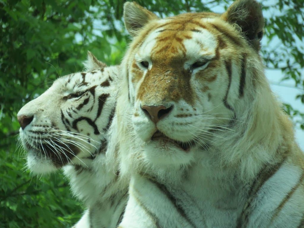 Tigers.