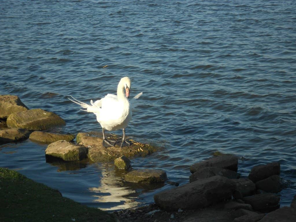 The Fishing Lake