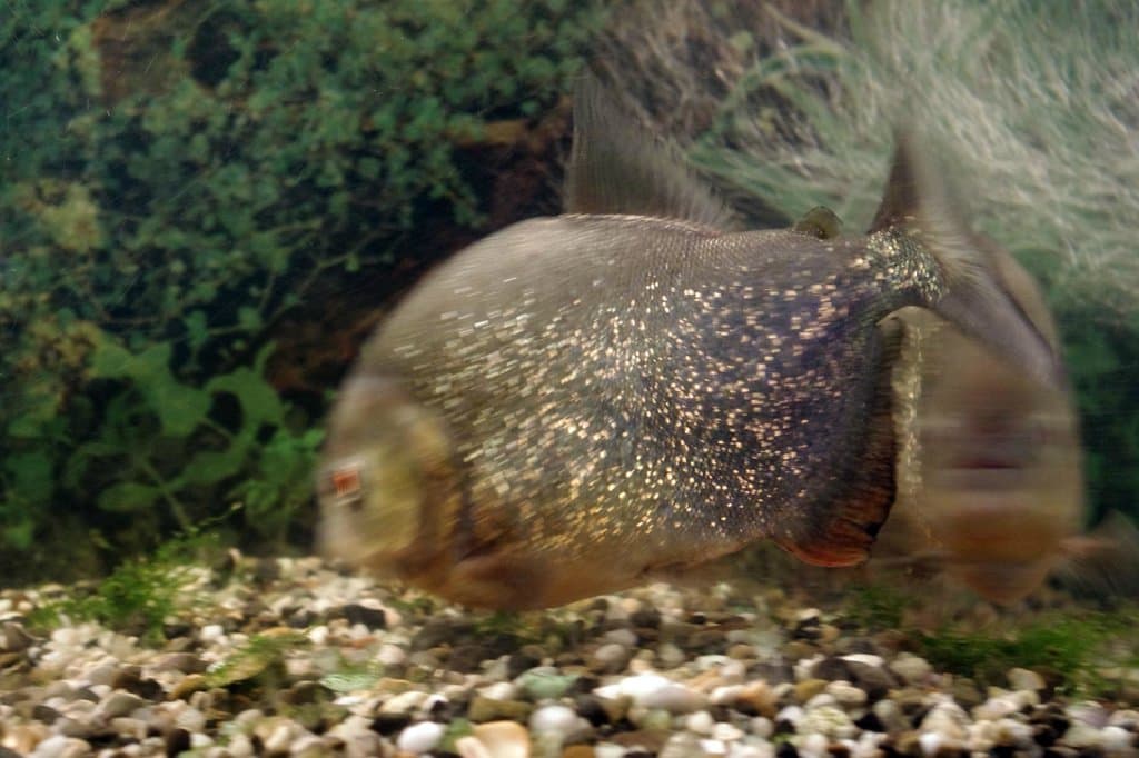 Пиранья Наттерера, или красная (Serrasalmus nattereri)