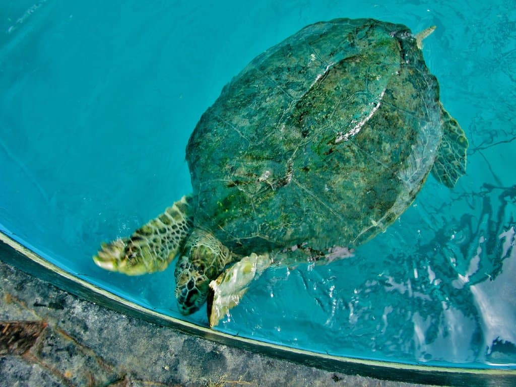 zeeschildpad zoor glazen ruit