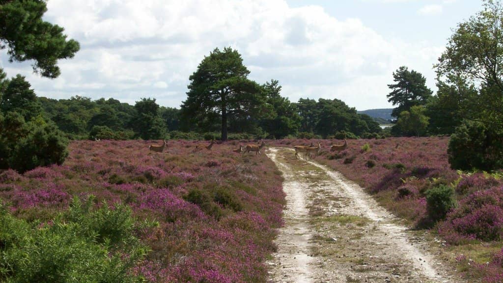 Woodland and Heathland Trails