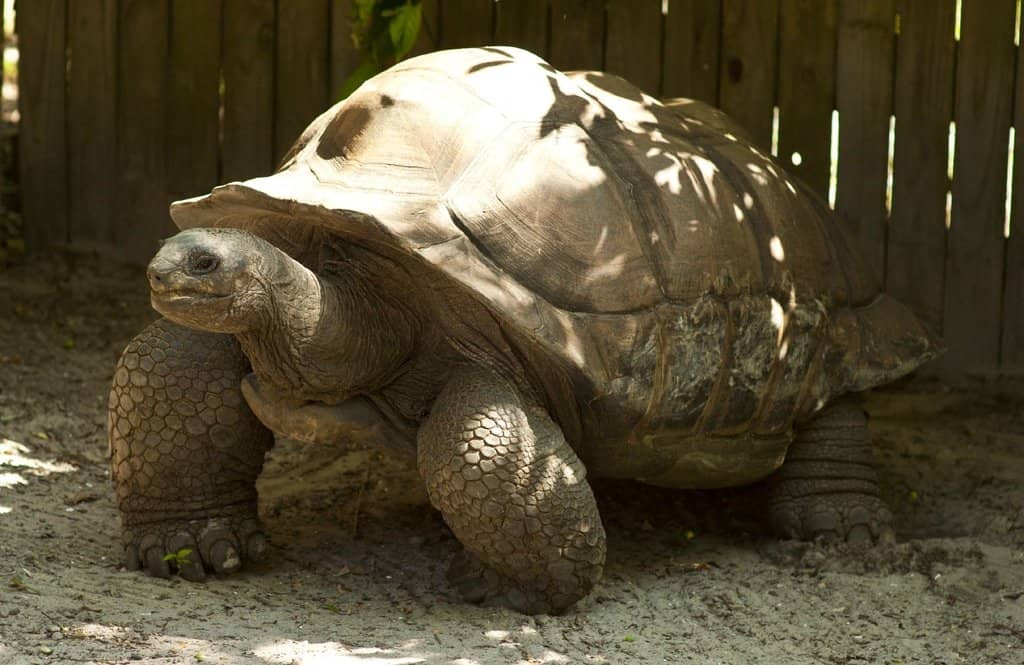 Flamingo Feeding Frenzy