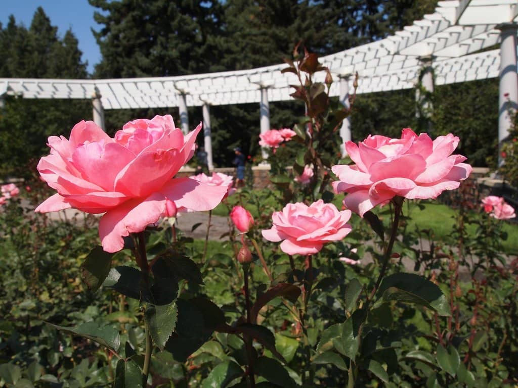 Gaiser Conservatory