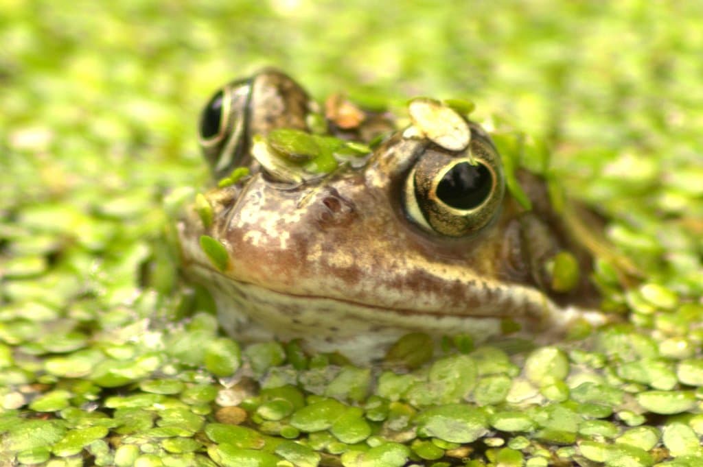 Frog in a Pond