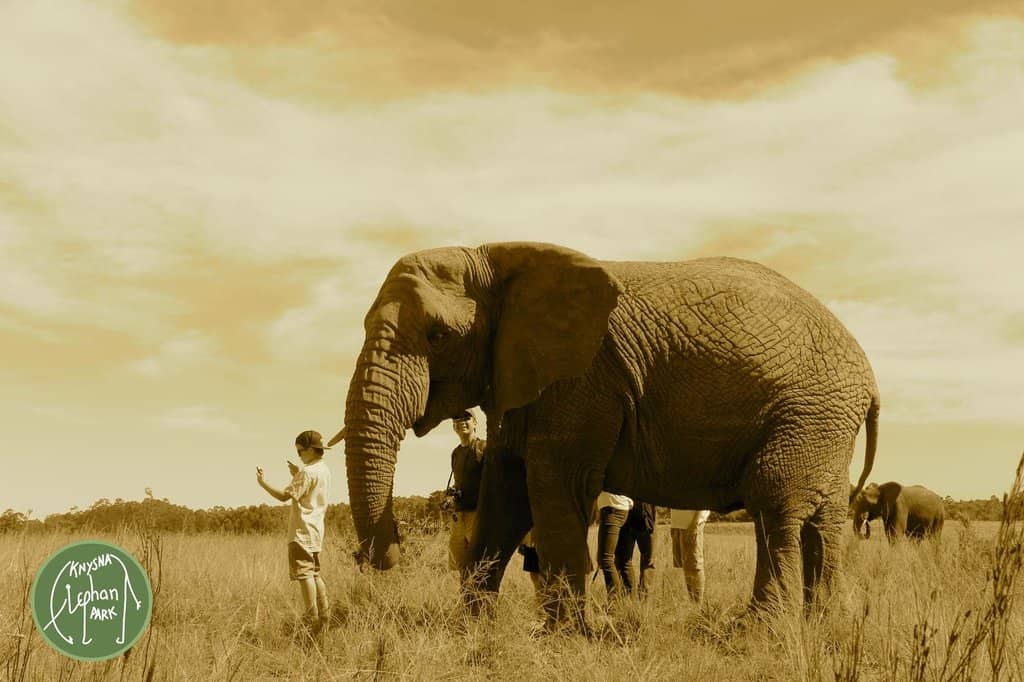 Elephant Feeding