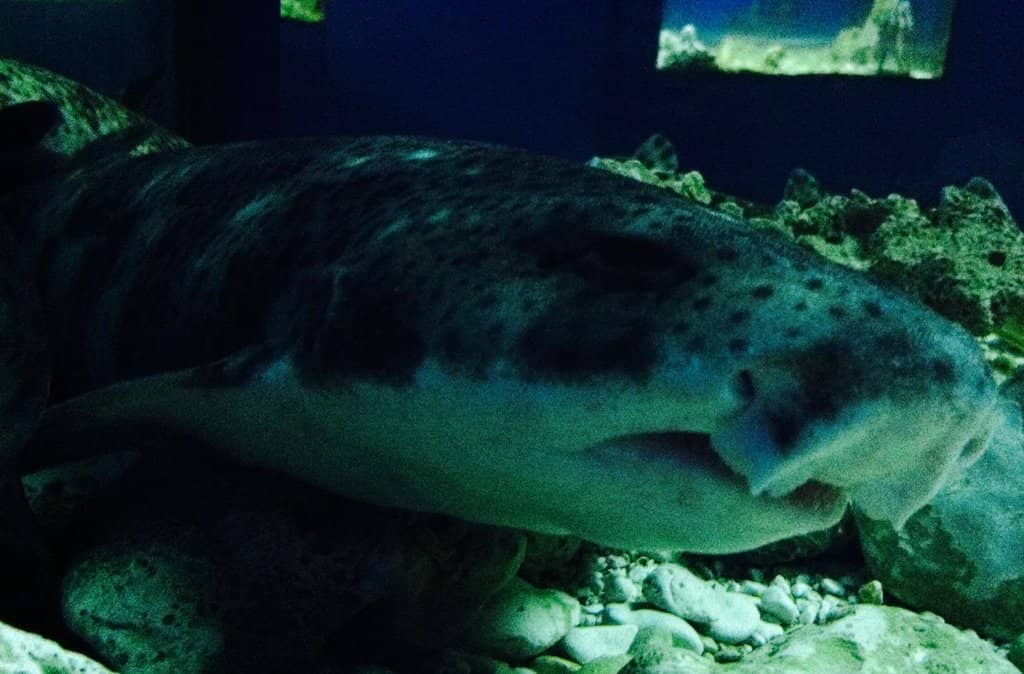 Kid-Friendly Encounters