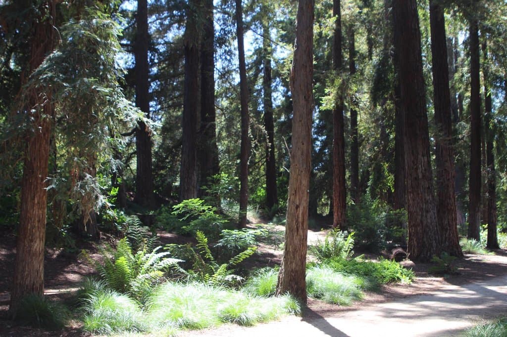 Arboretum