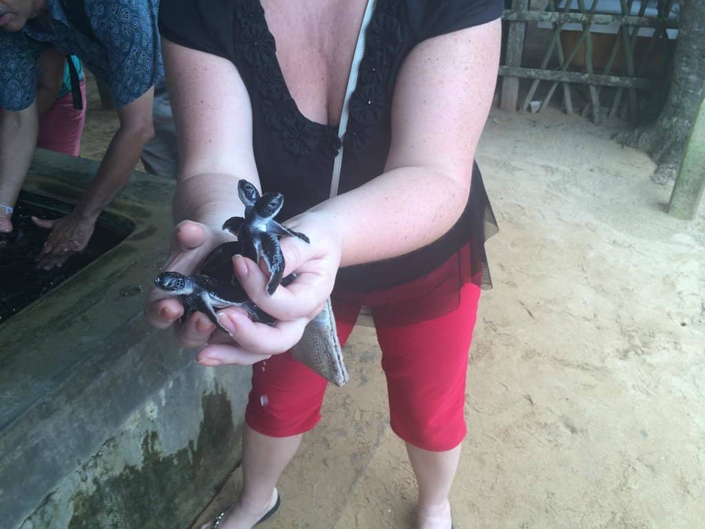 Baby Turtle Release