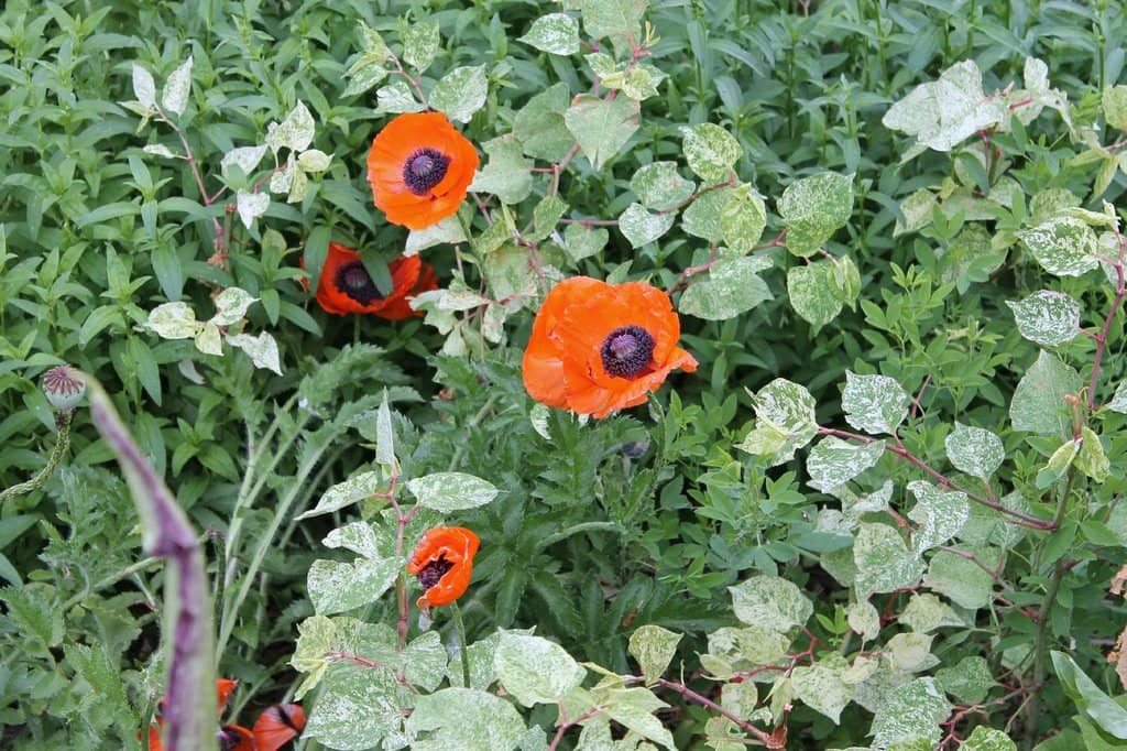Children's Garden