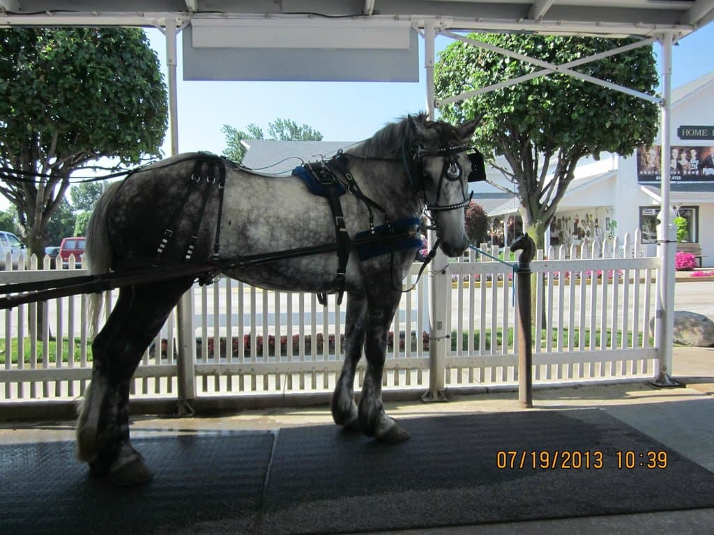 Our carriage horse.