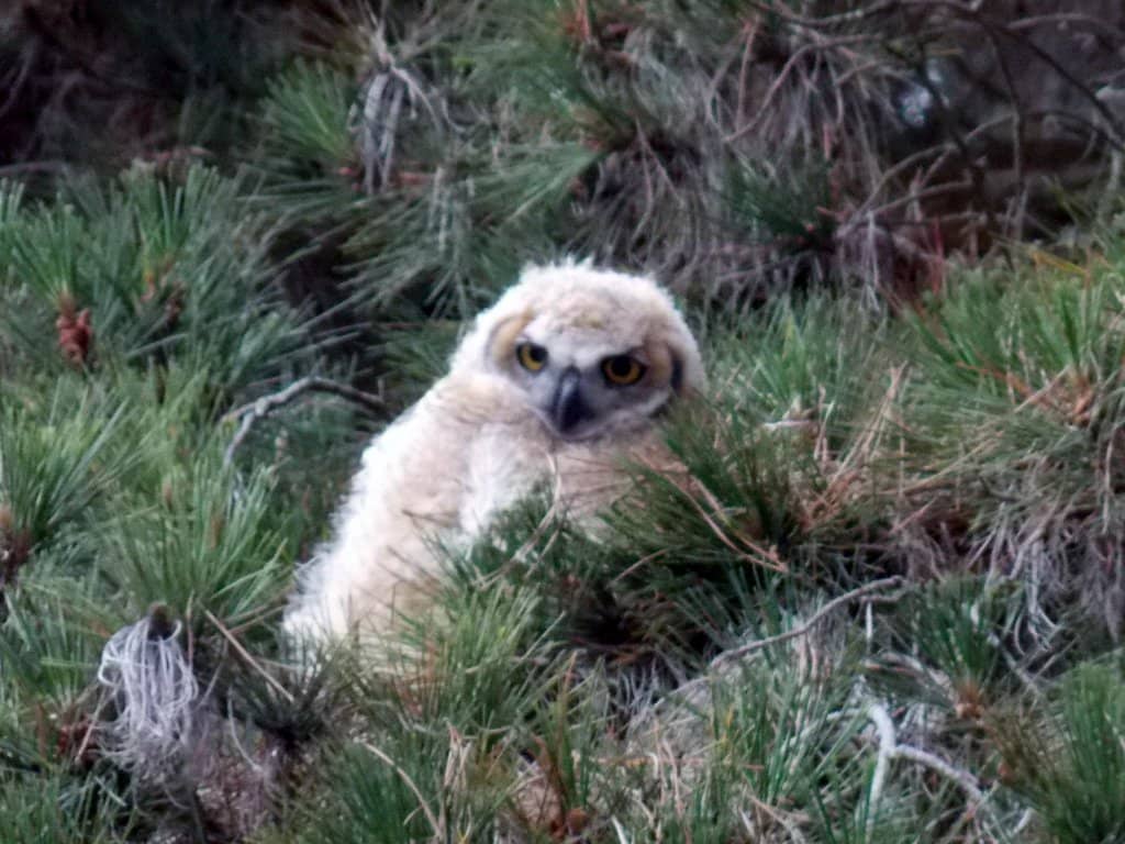 Sea Otter Spotting