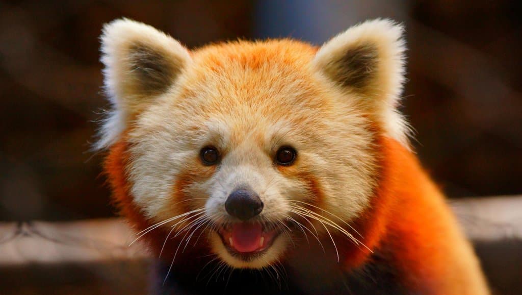 red panda