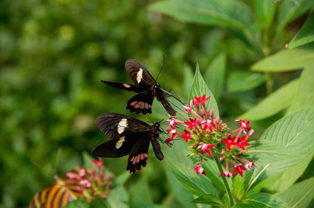 Paradise Butterflies