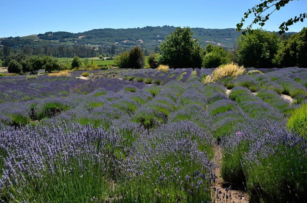 ...so is lavender