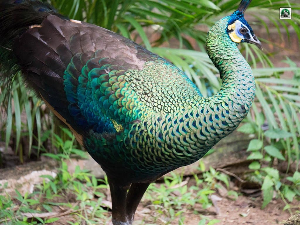 Green Peafowl (Pavo muticus)