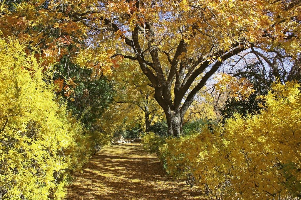Fall color along the Main Trail in the pistachio grove.