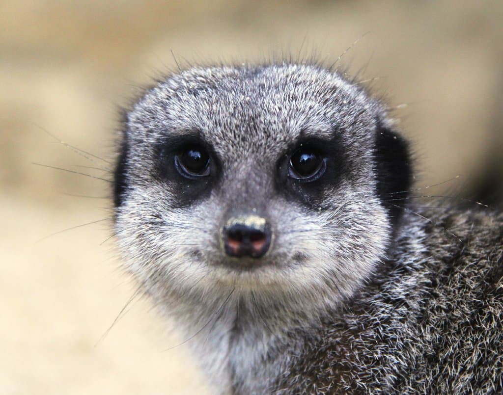 Erdmännchen im Zoo Linz