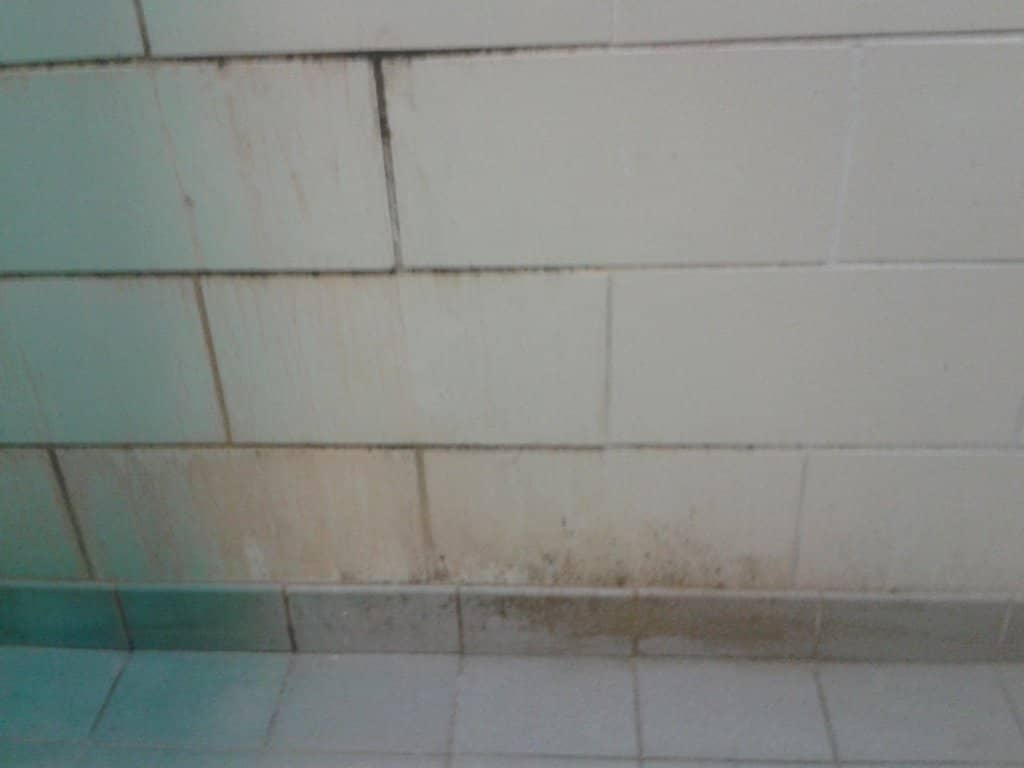 Equestrian Adventures