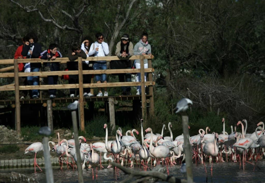 Thousands of Pink Flamingos