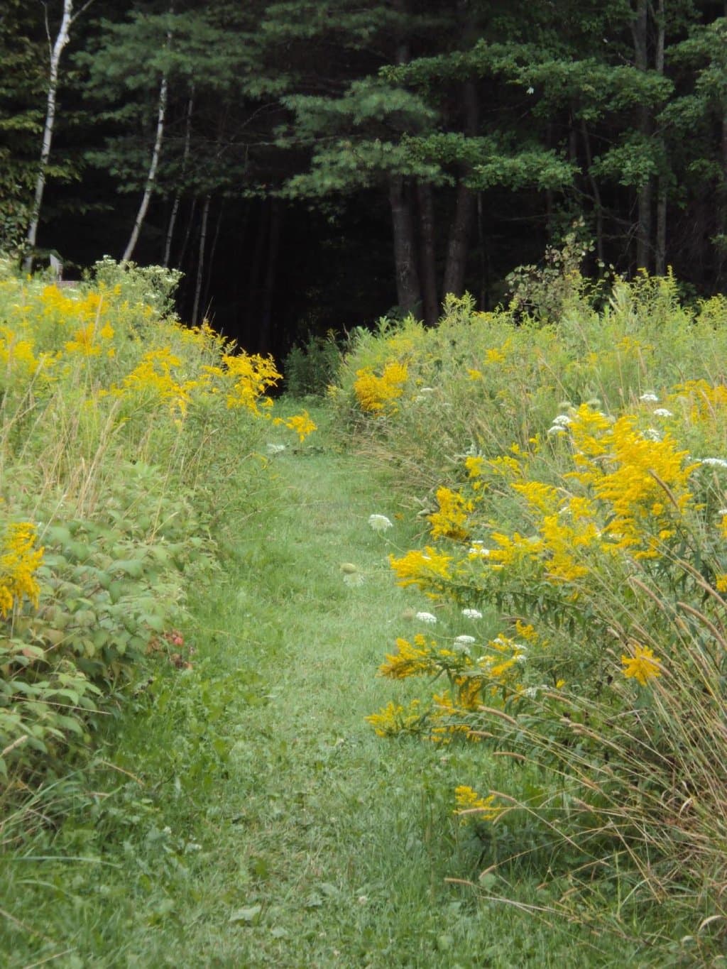 From meadow to woods