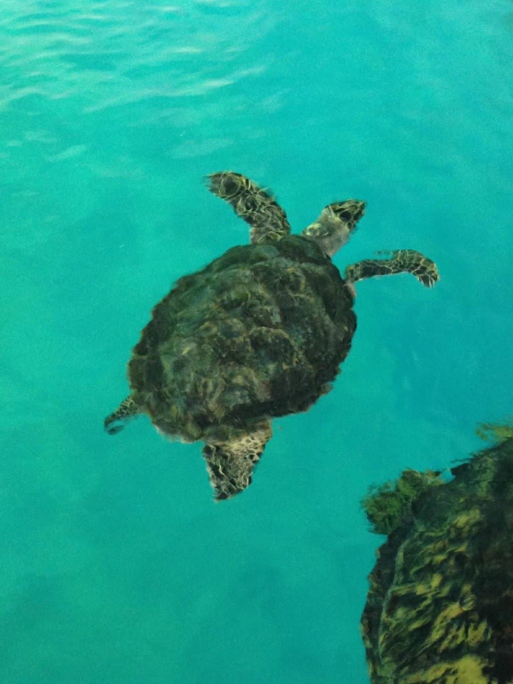 ウミガメ