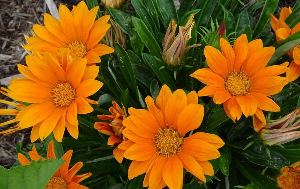 Native Kentucky Landscape