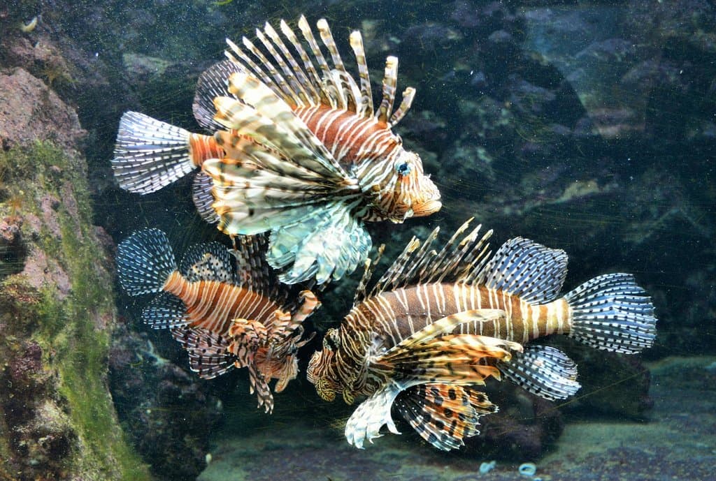 Lionfish at the aquarium