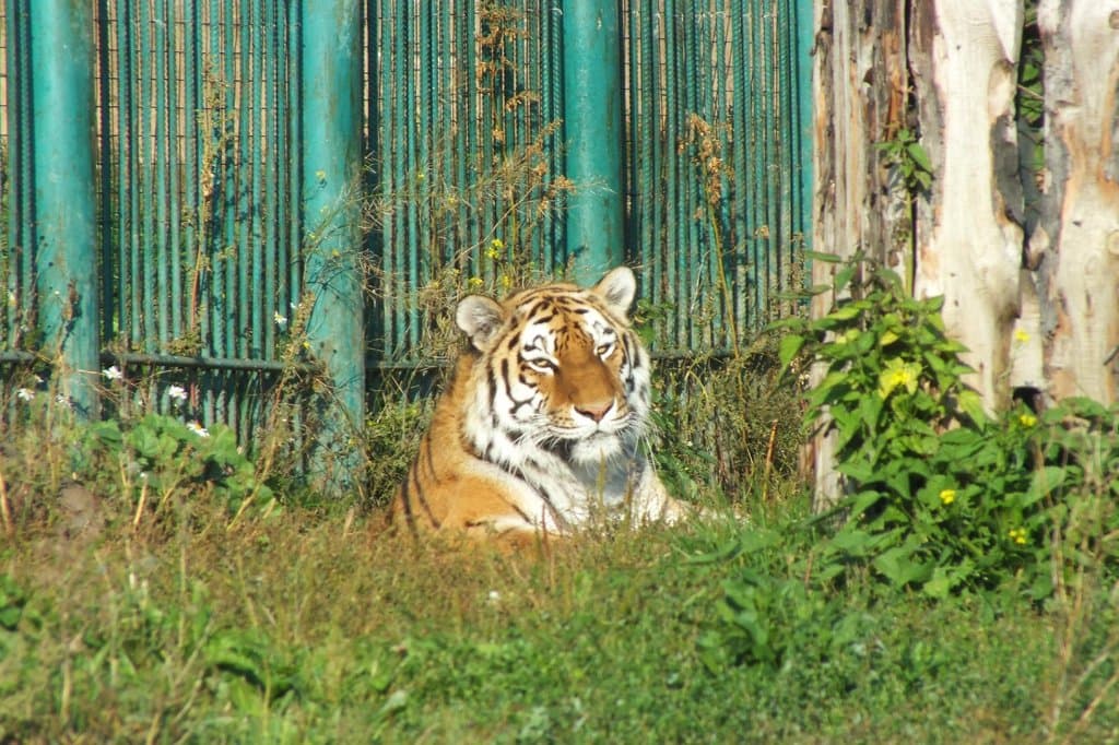 Амурский тигр