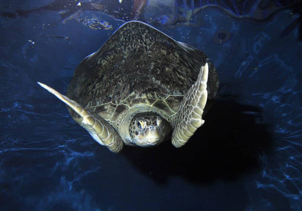 Ocean Tunnel