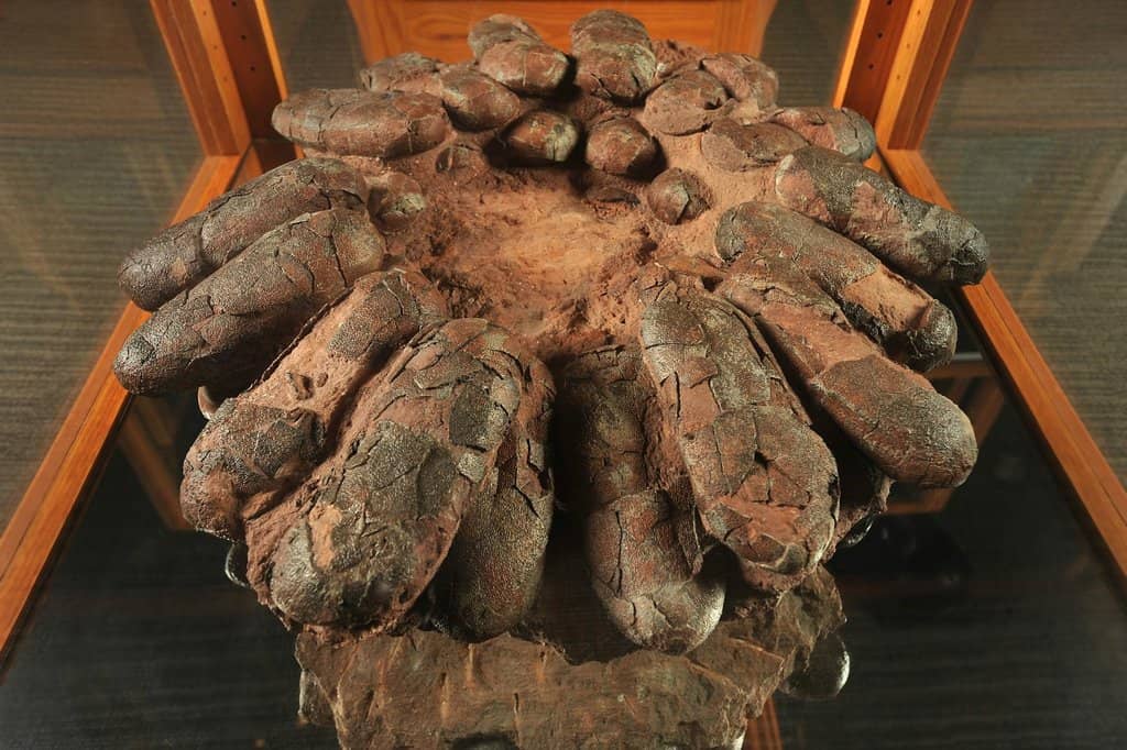 Petrified Wood Forest