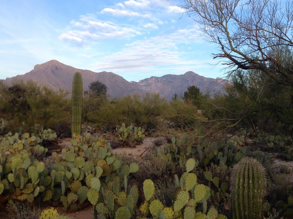 View from one of the park's desert trails