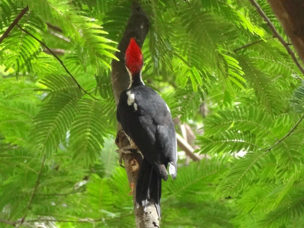 Horto Florestal de Bauru