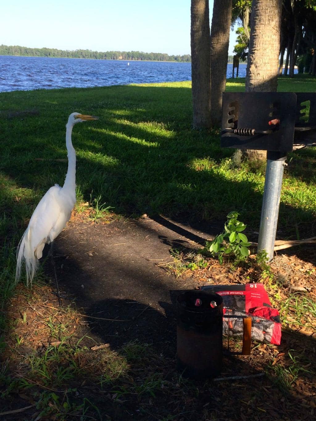 Shaded Walking Trails