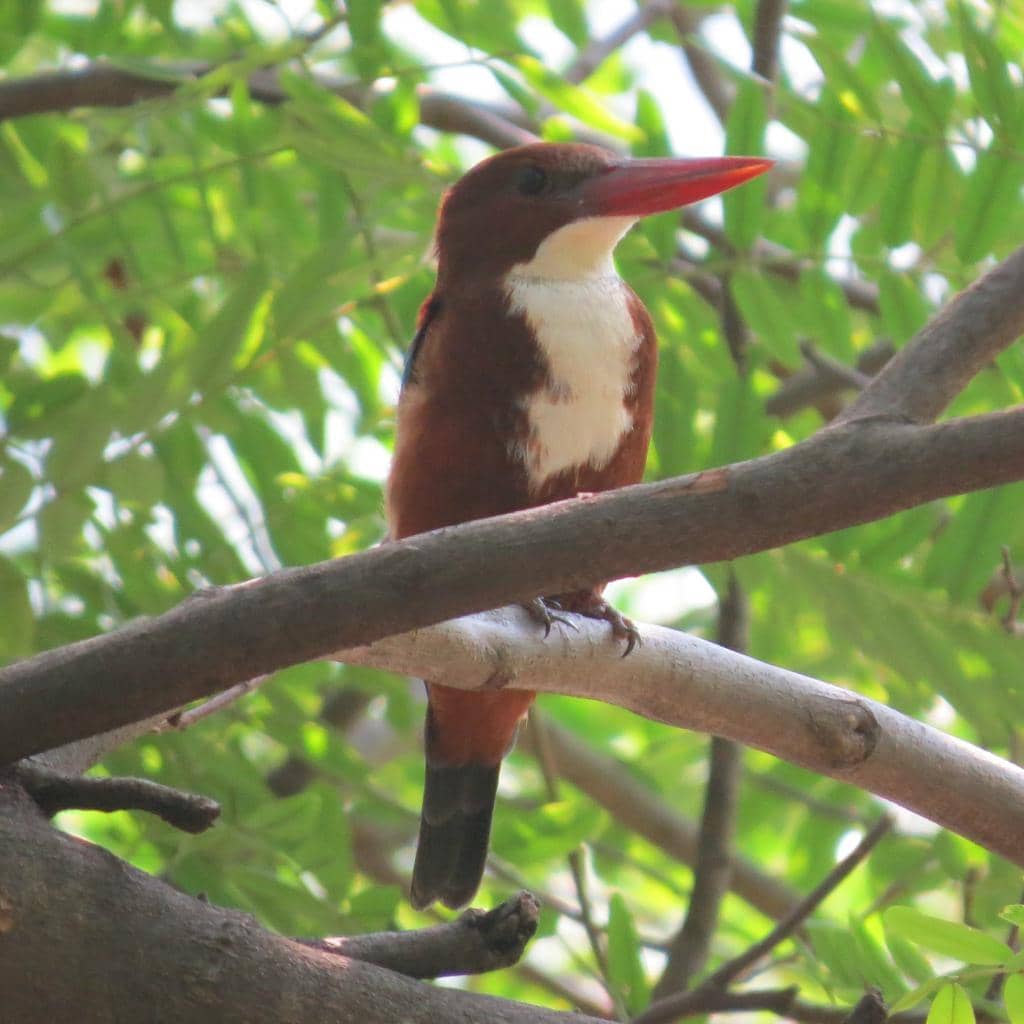 Dhanpari Eco Tourism