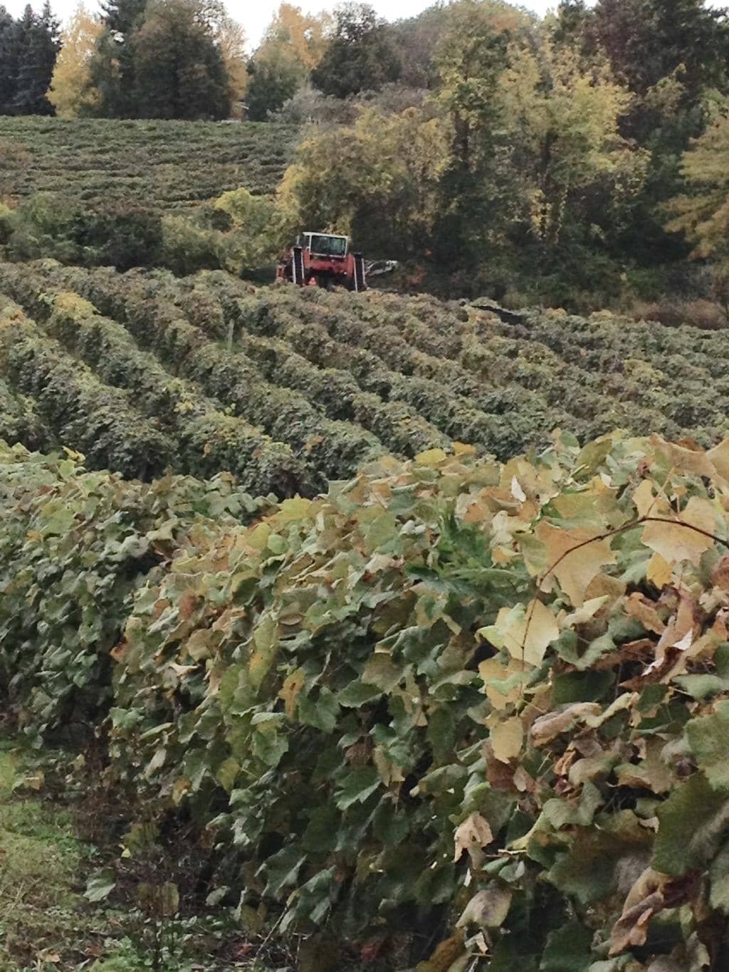 Diverse Wine Selection