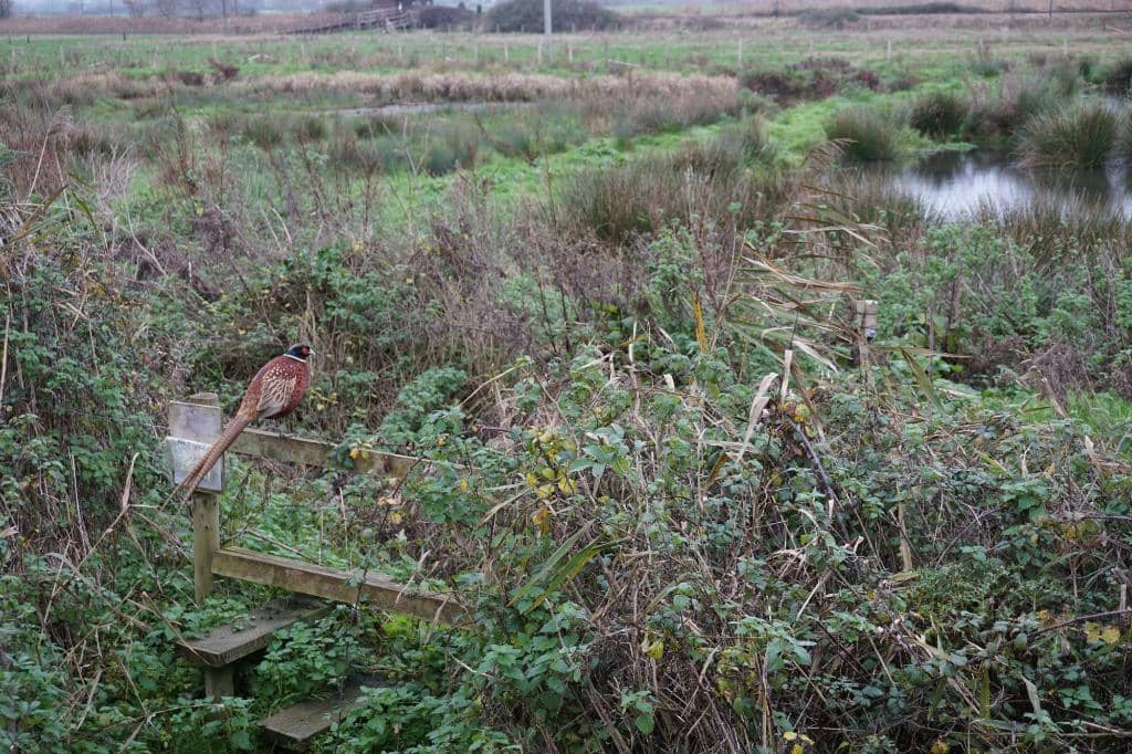 Avocet and Wader Spotting