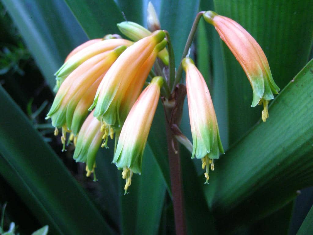 Karkloof Mountain Bike Trails