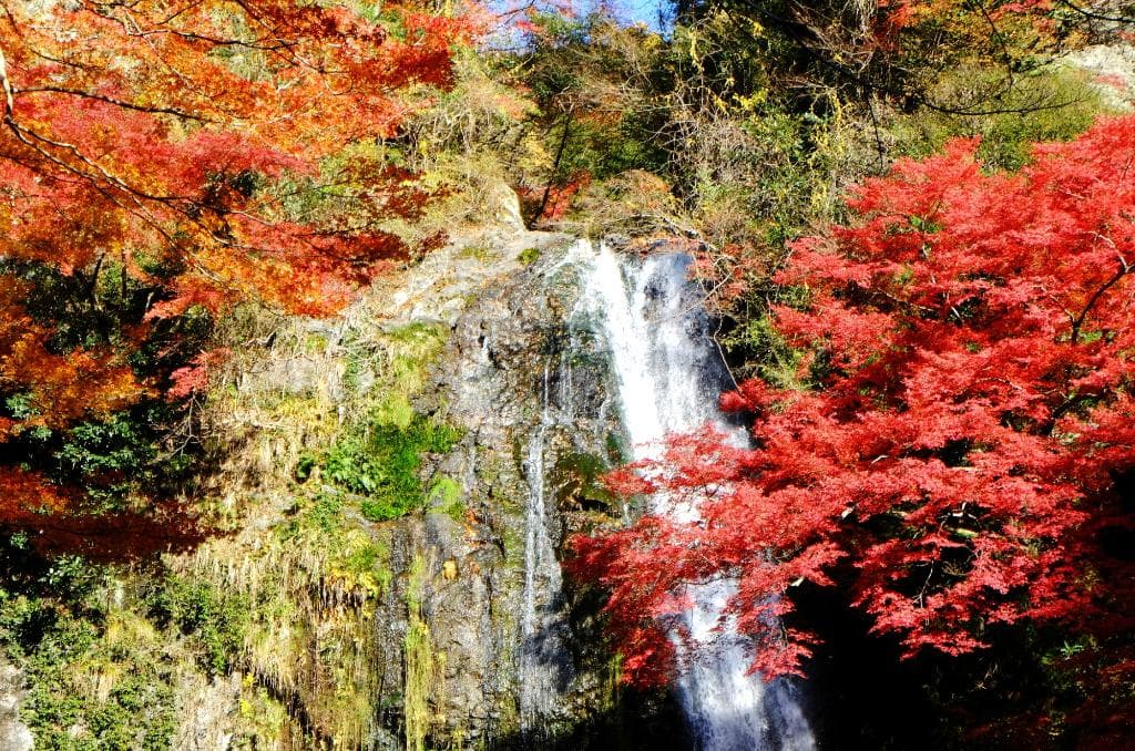 น้ำตกมิโนกับใบเมเปิลสีแดง