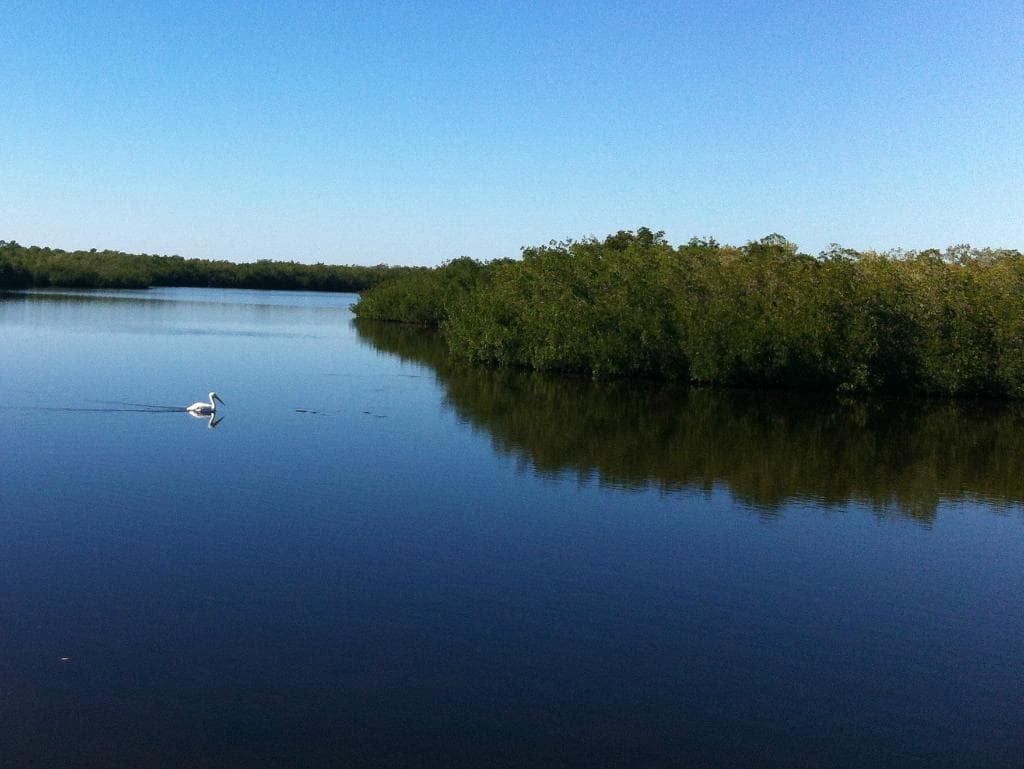 Pelican on Coral Creek