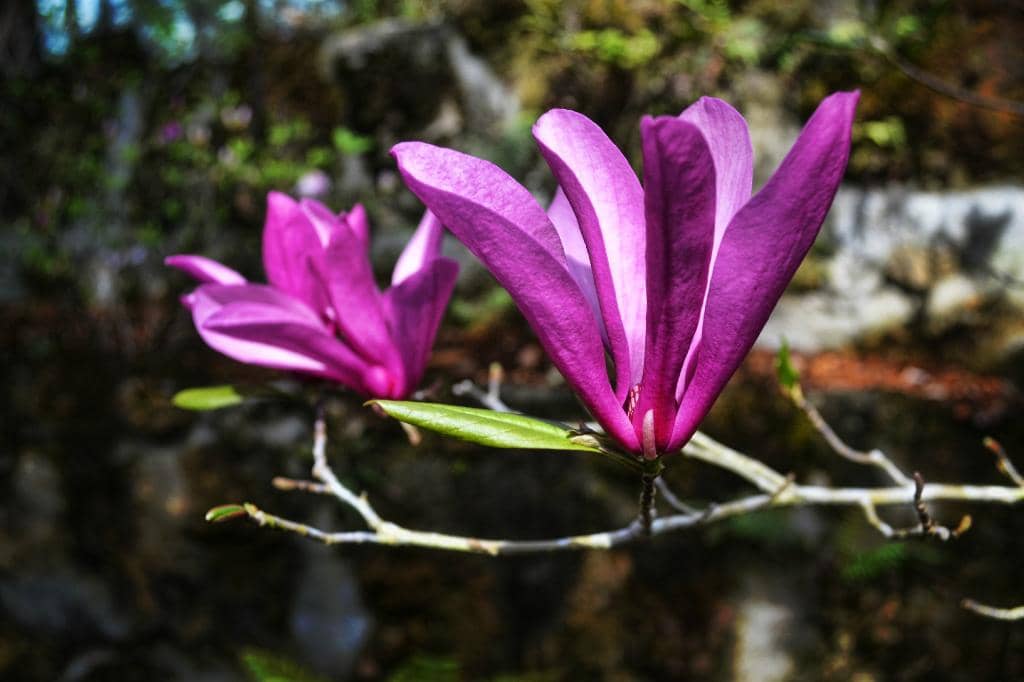 The Quarry's Transformation