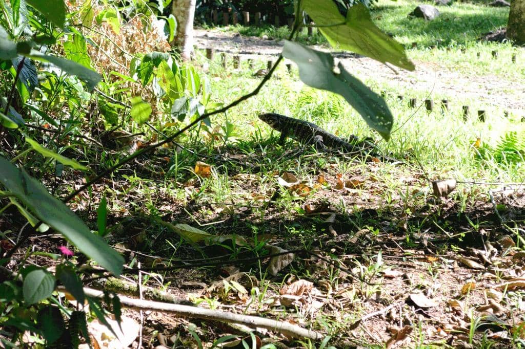 Refreshing River Swims