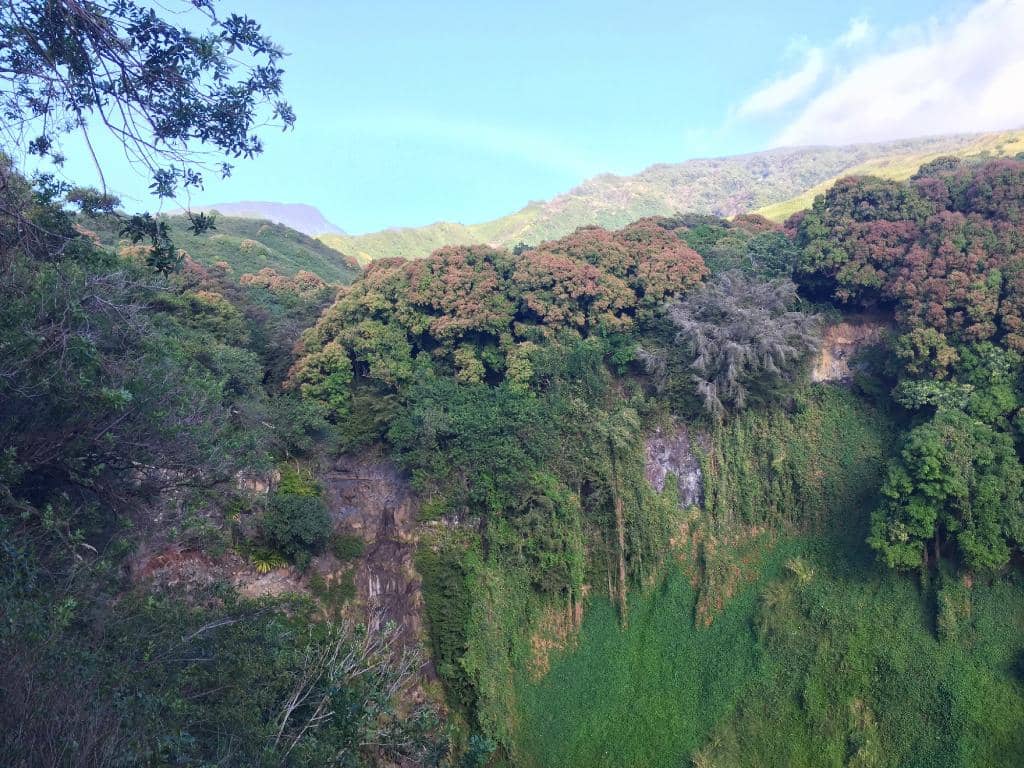 Bamboo Forest