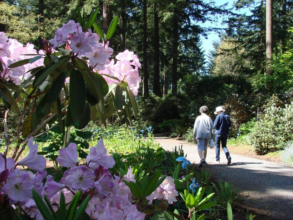 Rhododendron Species Collection