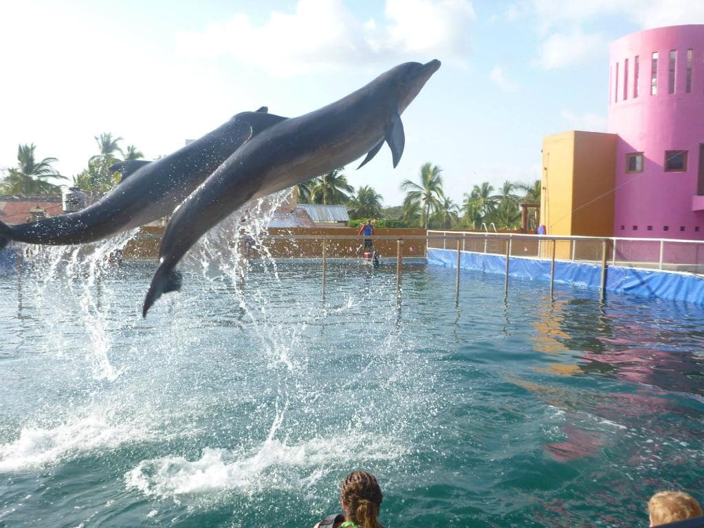 Dolphins Baby and Mia