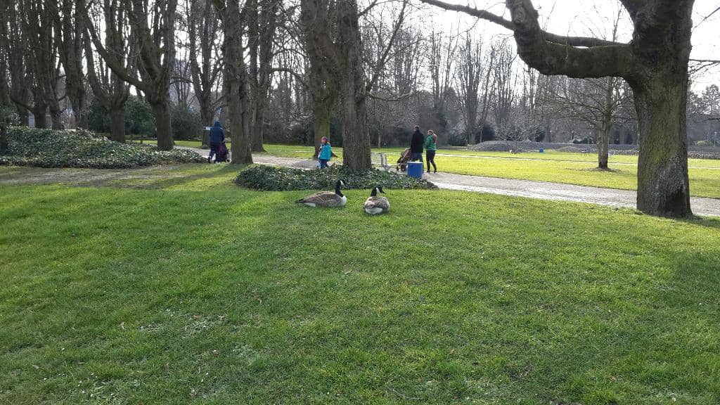 Farm Animals & Green Spaces
