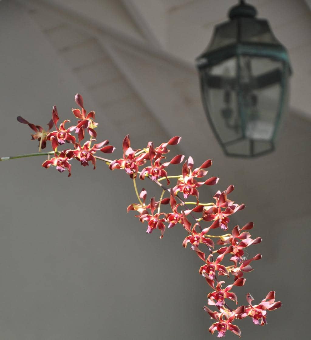 Exotic Flora Collection