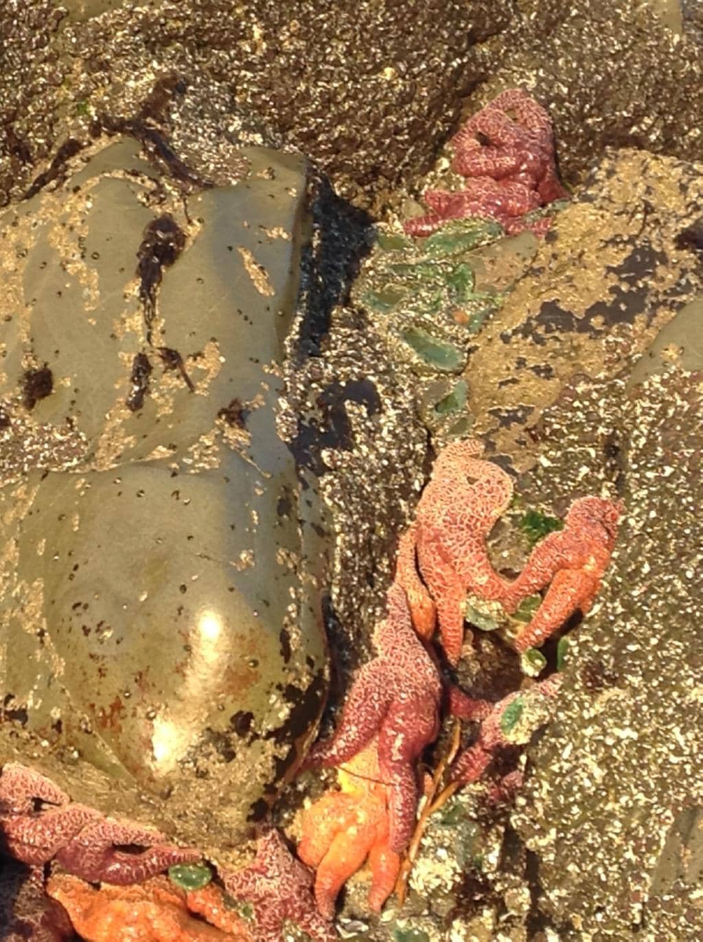 Tide Pools