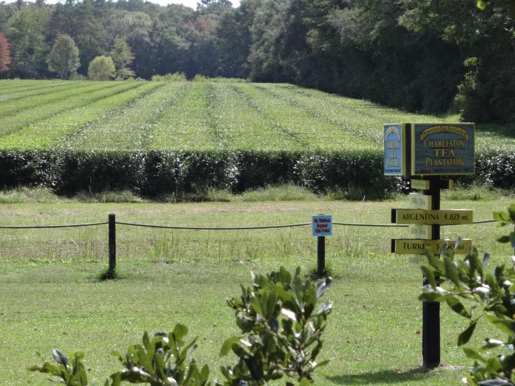 Fields of Tea!