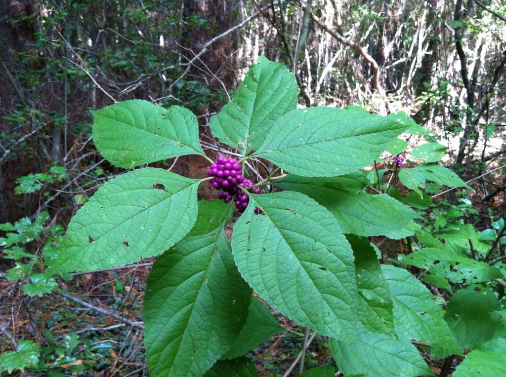 Scenic Boardwalks & Overlooks