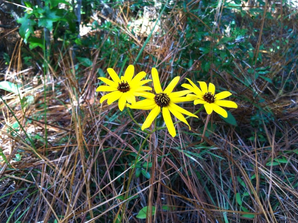 Abundant Wildlife Sightings